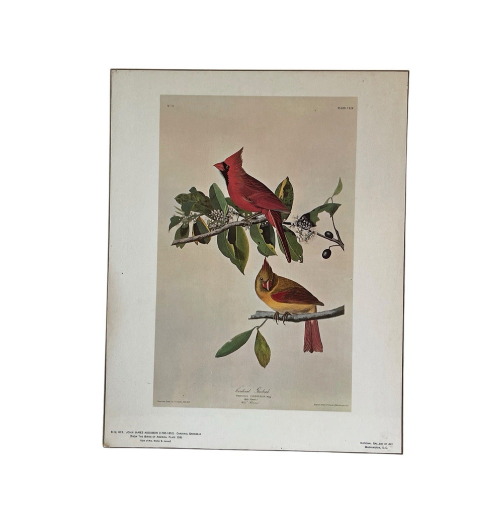 Vintage Cardinal Grospek Print Northern Cardinal Print on Board